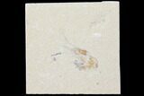 Cretaceous Fossil Shrimp - Lebanon #123878-1
